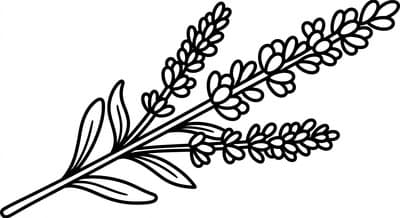 Free printable Lavender coloring page