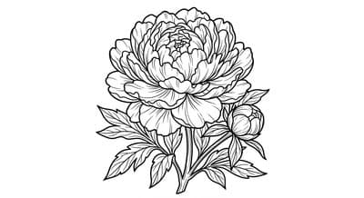 Free printable Peony coloring page